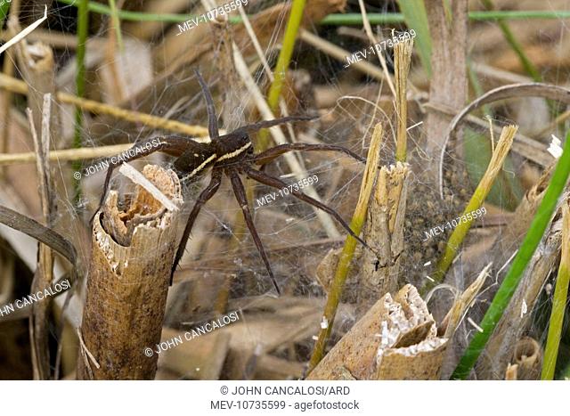 Fen Raft Spider - Mother guarding nursery web - Endangered Species (Dolomedes plantarius)