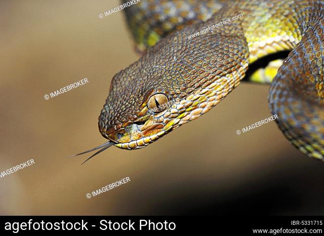 Pit Viper (Trimeresurus), flickering its tongue