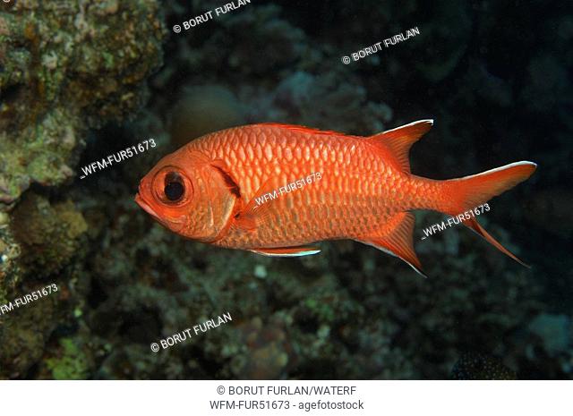 Blotcheye Soldierfish, Myripristis murdjan, Marsa Alam, Red Sea, Egypt