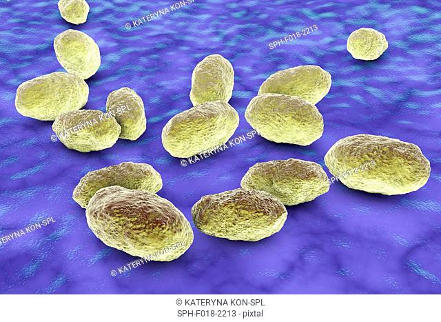 Computer illustration of Haemophilus influenzae, coccobacillus bacteria. These bacteria cause a number of disease including meningitis in children, pneumonia