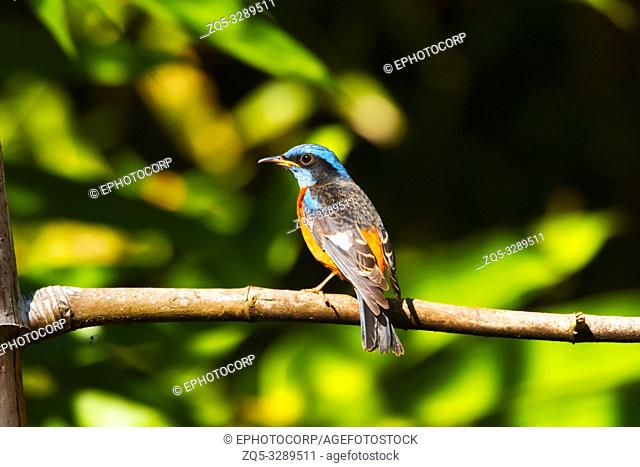 Blue-capped rock thrush, Monticola cinclorhyncha, male, Western Ghats, India
