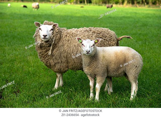 mother sheep or ewe with lamb at grassland in holland