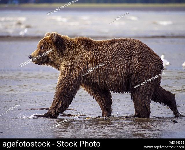 Coastal brown bear, also known as Grizzly Bear (Ursus Arctos). South Central Alaska. United States of America (USA)