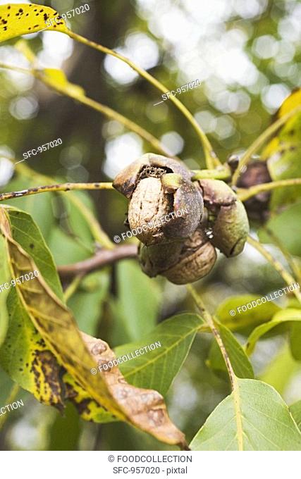 Walnuts on the tree
