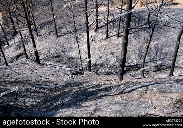 Burned forest with trees and ashes on the ground. Forest fire troodos mountains Cyprus, nature disaster