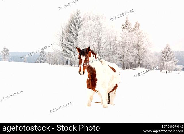 Brown and white horse, Slovak Warmblood breed, walking on snow, blurred trees and mountains in background, view from front