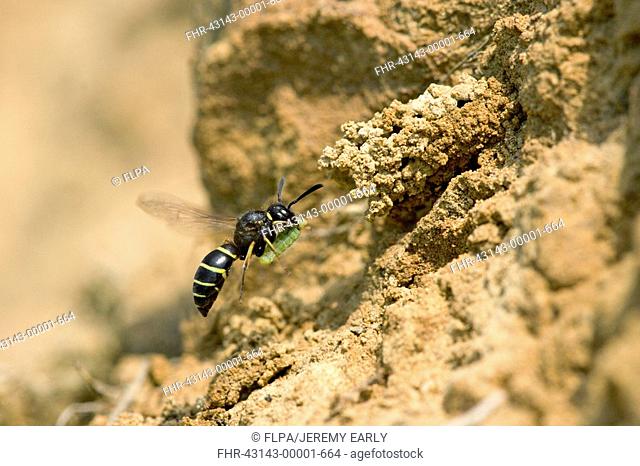 Mason Wasp Odynerus spinipes adult in flight, taking weevil larva into burrow, England