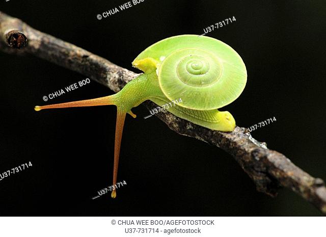 This green snail is often seen living on high ground moving from tree’s leaves to the other