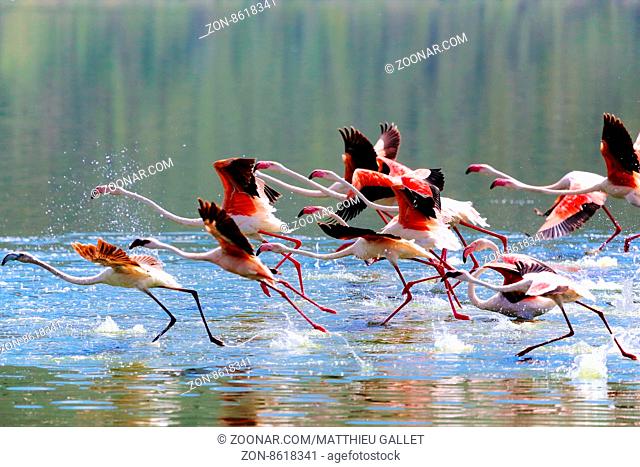 flamingoes taking off at lake bogoria