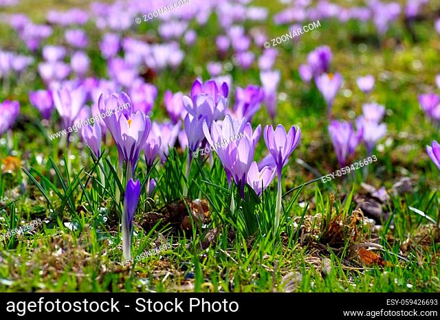 Drebach Krokuswiesen im Erzgebirge - Crocus flowers in Drebach, Saxony