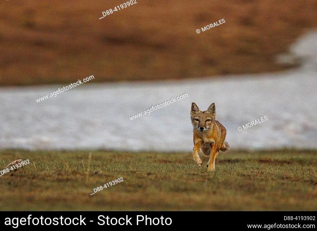 Asia, Mongolia, Eastern Mongolia, Steppe, Young Corsac Fox (Vulpus corsac), Adult returning to the burrow