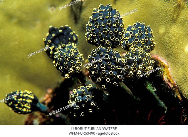 Stalked Sea Squirt Colony, Nephtheis fasicularis, Puerto Galera, Mindoro Island, Philippines