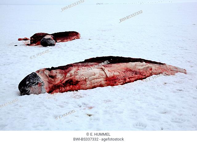 narwhal, unicorn whale (Monodon monoceros), two narwhales hunted down by Inuits, Canada, Nunavut
