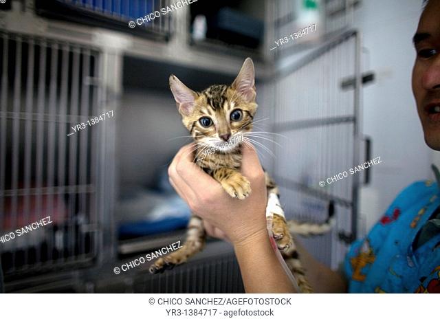 A veterinarian holds a Bengal cat kitten at a Pet Hospital in Condesa, Mexico City, Mexico, February 2, 2011
