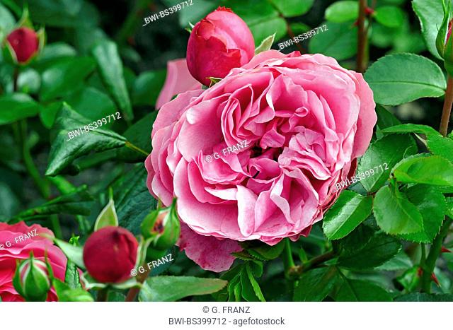 ornamental rose (Rosa 'Leonardo da Vinci', Rosa Leonardo da Vinci), cultivar Leonardo da Vinci