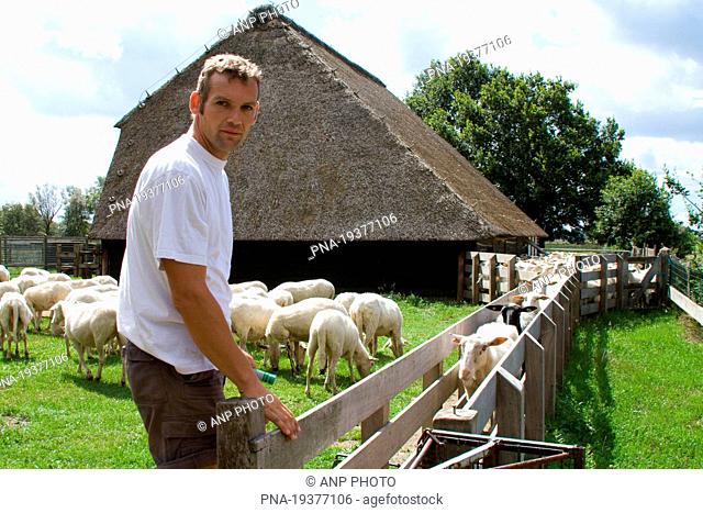 sheep Ovis domesticus - Wierdense veld, Nijverdal, Twente, Overijssel, The Netherlands, Holland, Europe