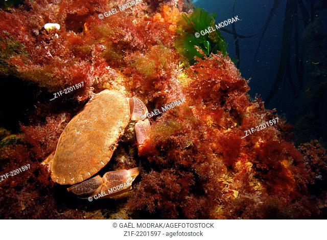 Edible crab in Brittany fresh waters, France. Cancer pagurus