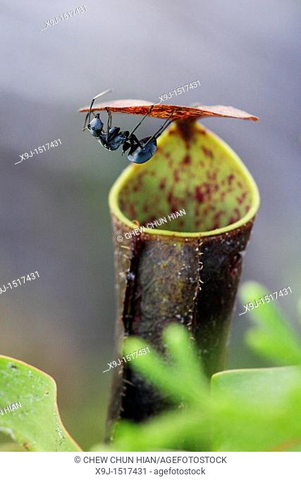 Pitcher plant Nepenthes gracilis and black ant, Sarawak, Borneo