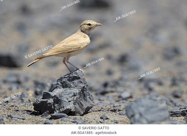 Lbar-tailed Lark (Ammomanes cinctura arenicolor), adult standing on a stone