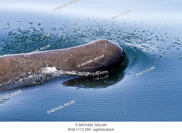 Sperm whale Physeter macrocephalus surfacing, Isla San Pedro Martir, Gulf of California Sea of Cortez, Baja California Norte, Mexico, North America