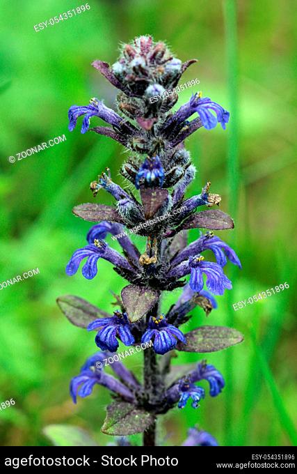 Ajuga reptans plant growing in the forest, Moscow region, Russia