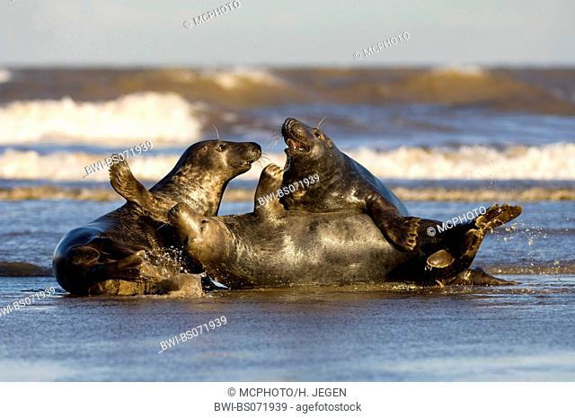 gray seal (Halichoerus grypus), three individuals playing in the surge, Europe, Germany, Schleswig-Holstein, Heligoland