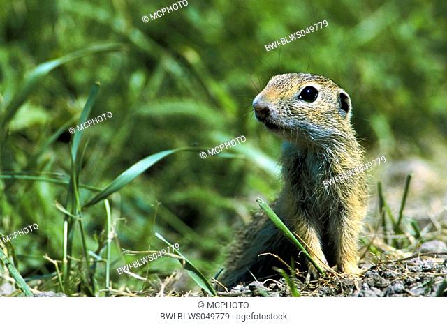 European ground squirrel, European suslik, European souslik Citellus citellus, Spermophilus citellus, watchful, Austria