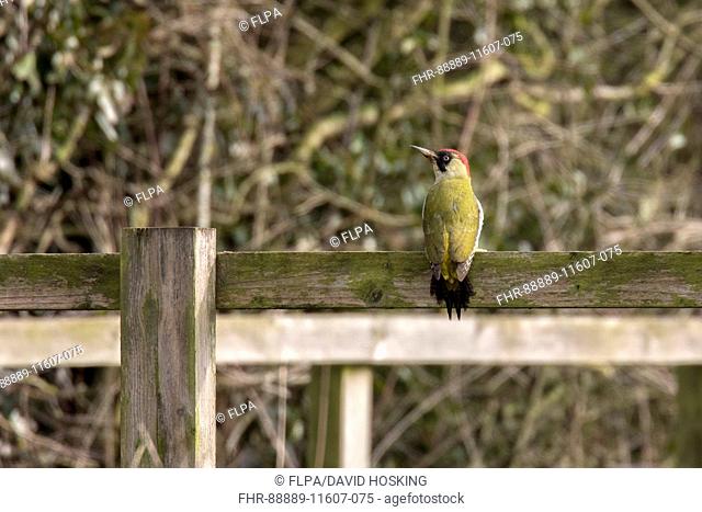 Green Woodpecker on fence
