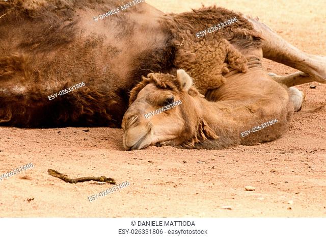 a dromedary lying on the ground resting
