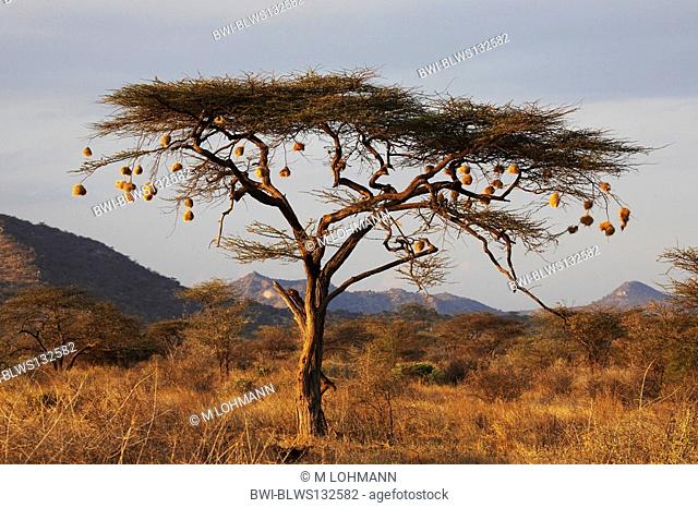 Umbrella Thorn Acacia, Umbrella Acacia Acacia tortilis, tree with nests of weaver birds, Kenya, Buffalo Springs National Reserve, Samburu, Isiolo