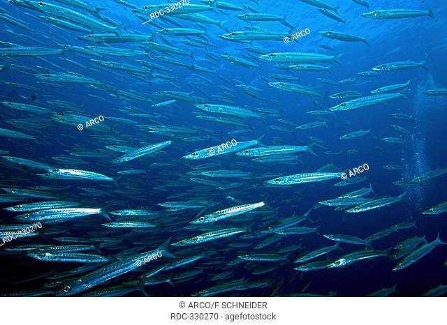 Sharpfin Barracudas, Andaman sea, Thailand / Sphyraena acutipinnis