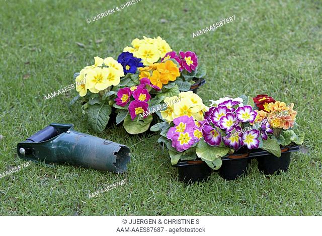 Variety of Primroses (Primula sp.) ready for planting, tool
