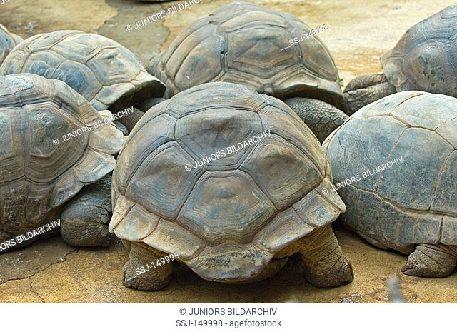 Galápagos giant tortoise / Chelonoidis nigra restrictions: Tierratgebebücher, Kalender / animal guidebooks, calendars