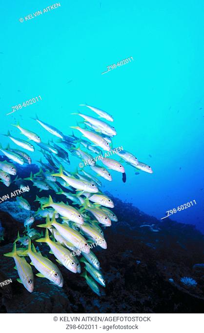 Yellowfin Goatfish (Mulloidichthys vanicolensis) schooling. Indo-Pacifin ocean