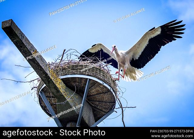 03 July 2023, Mecklenburg-Western Pomerania, Dummerstorf: A parent bird returns to the nest after conservationists put the marker rings on the young birds in...