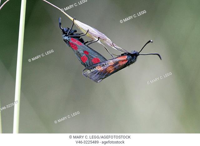 Five-spot Burnet, Zygaena trifolii. Diurnal black moth with five red spots found in tall grasslands. Wingspan: 28â. “33 mm. Flight: June-August