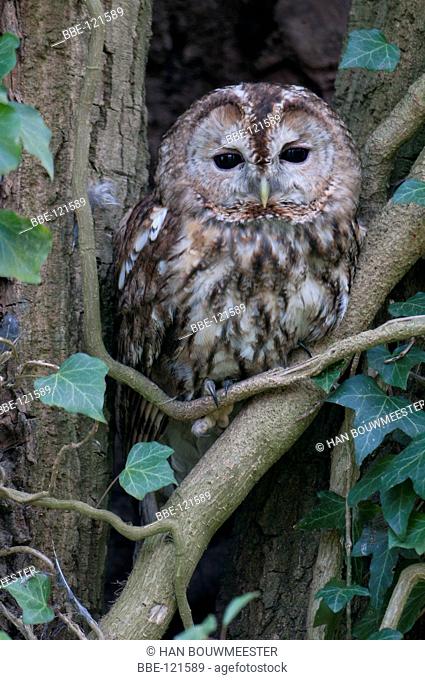 Tawny Owl in front of nest hole