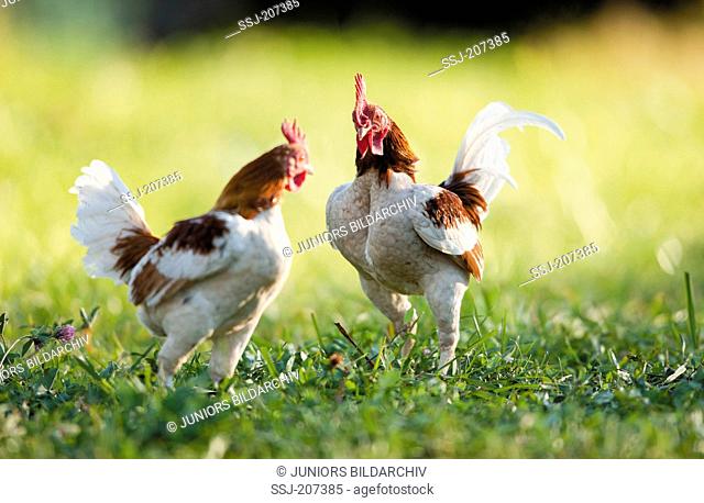 Domestic Chicken, breed: Old English Game Bantam. Two cocks threatening each other. Germany