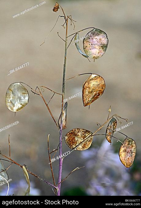 Annual honesty (Lunaria annua), Schleswig-Holstein, Germany, Europe
