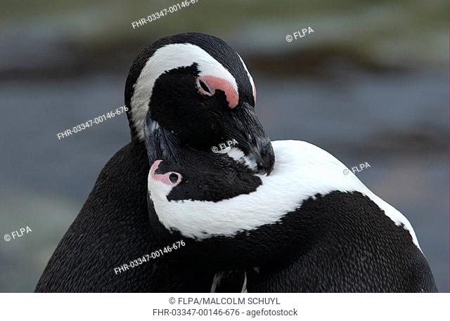 Jackass Penguin Spheniscus demersus Pair preening each other - South Africa