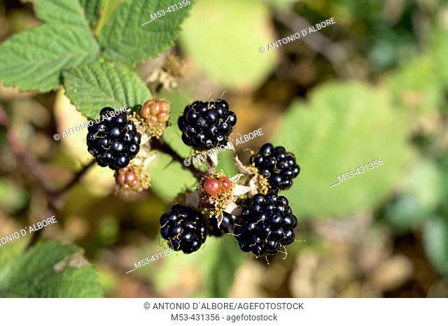 Fruits of blackberry Rubus idaeus. Mount Camposauro. Parco Regionale Taburno Camposauro. Province of Benevento. Campania. Italy. Europe