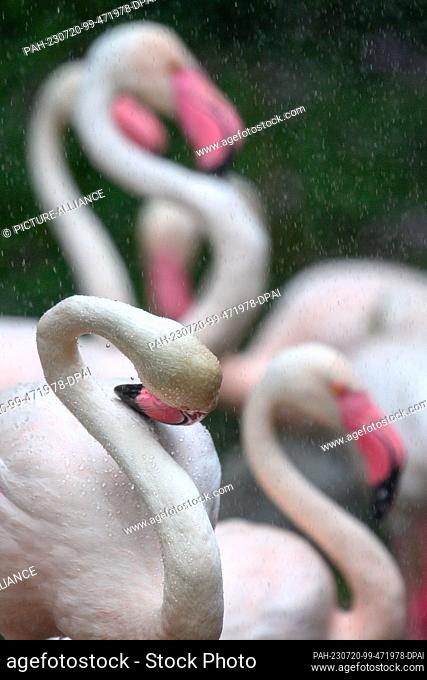 20 July 2023, Saxony-Anhalt, Magdeburg: A pink flamingo in Magdeburg Zoo uses its beak to pick up drops of water that roll off its feathers