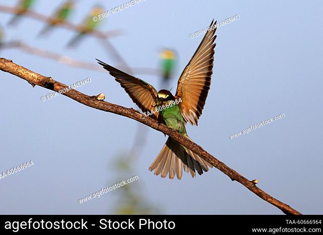 RUSSIA, ROSTOV REGION - JULY 25, 2023: A European bee-eater sits on a tree branch. Erik Romanenko/TASS
