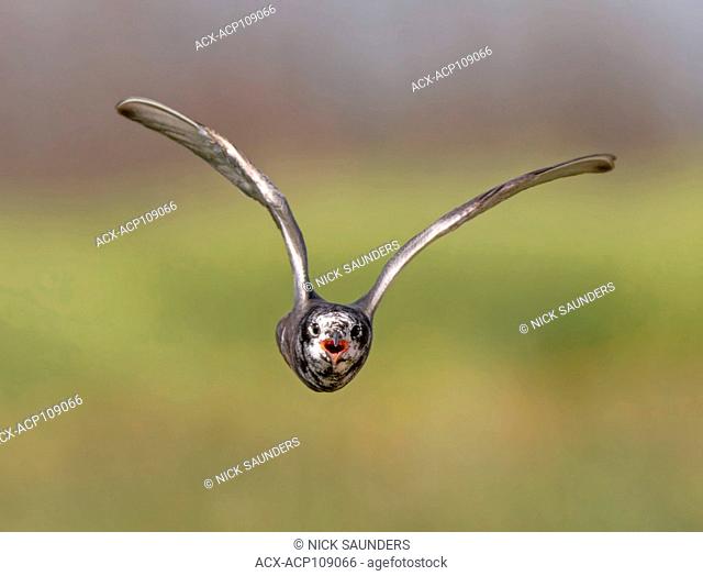 A Black Tern, Chlidonias niger, agressively dive bombs the photographer, near Saskatoon, Canada