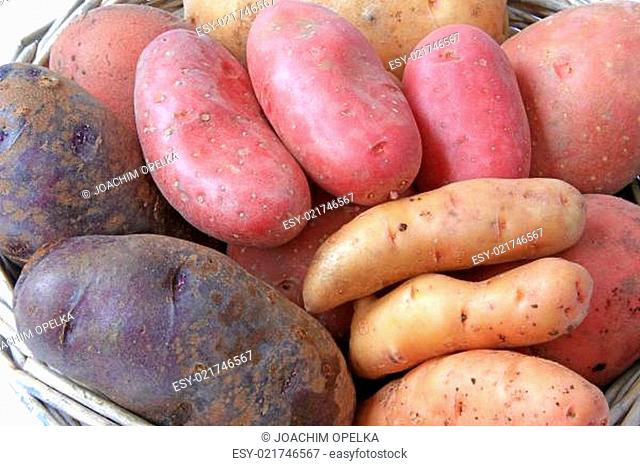 verschiedene Kartoffelsorten (Solanum tuberosum)