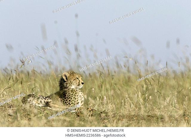 Kenya, Masai Mara game reserve, cheetah (Acinonyx jubatus), cub 7/8 months old