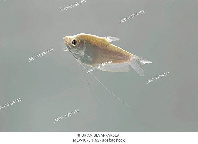 Moonlight gourami - side view (Trichogaster microlepis )