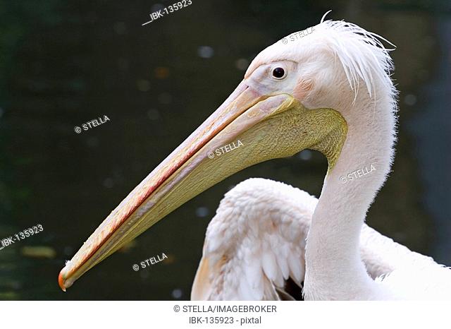 Portrait of a pelican (Pelicanus onocrotalus)