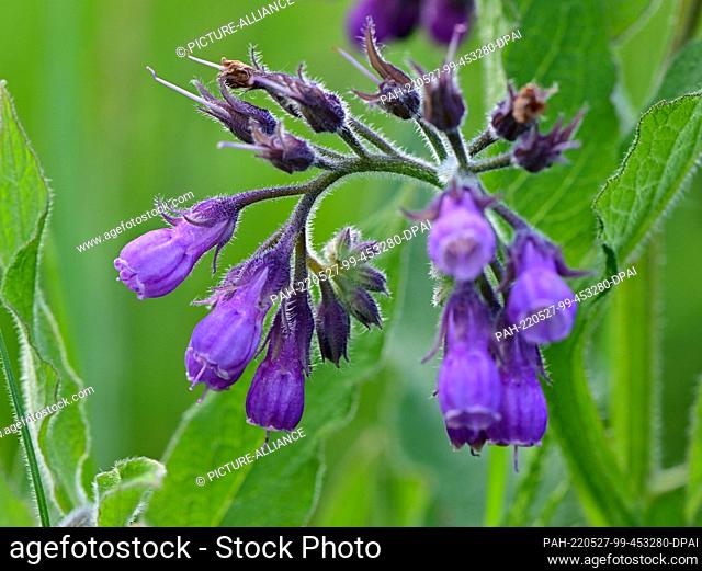 26 May 2022, Brandenburg, Mallnow: Flowers of comfrey (Symphytum officinale), also called common comfrey. Photo: Patrick Pleul/dpa