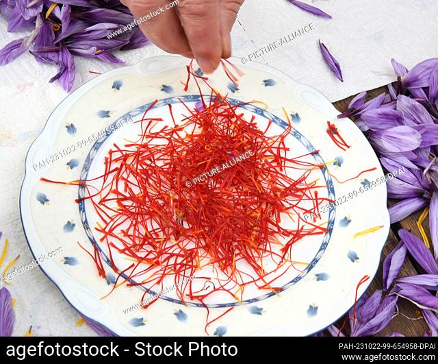 PRODUCTION - 17 October 2023, Saxony, Döbrichau: Freshly plucked red spice threads from the first harvested saffron crocuses (Crocus sativus) are seen on a...